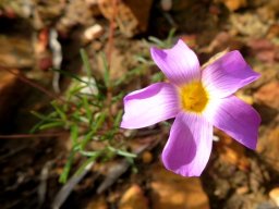 Oxalis